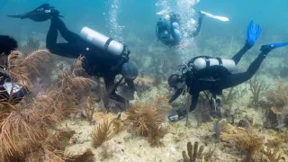 Scientists transplant crossbred corals to help save Miami's reefs from climate change